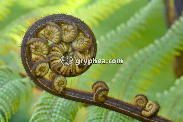 Crosse de jeune fougère arborescente (Cyathea sp., Nouvelle Zélande) - gryphea.org